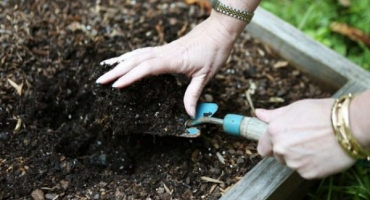 Jak a kdy správně zasadit sazenice okurek v otevřeném terénu